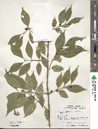 Lonicera maackii image