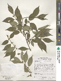 Lonicera maackii image