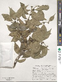 Lonicera maackii image