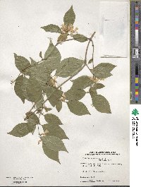 Lonicera maackii image