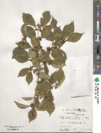 Lonicera maackii image