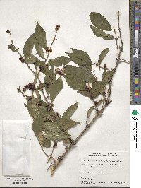 Lonicera maackii image