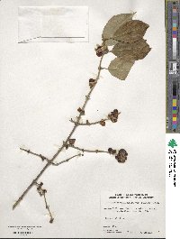 Lonicera maackii image