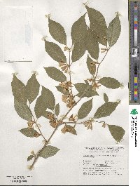 Lonicera maackii image