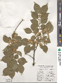 Lonicera maackii image