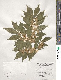 Lonicera maackii image