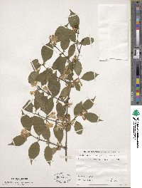 Lonicera maackii image