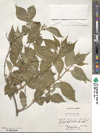 Lonicera maackii image