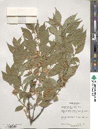 Lonicera maackii image