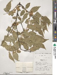 Lonicera maackii image