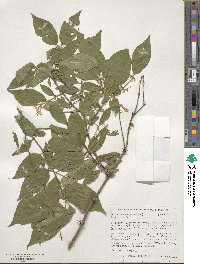 Lonicera maackii image