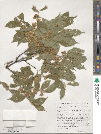 Lonicera maackii image