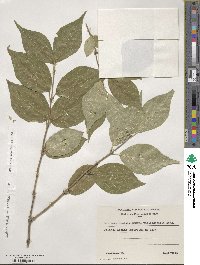 Lonicera maackii image