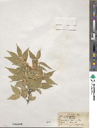 Lonicera maackii image