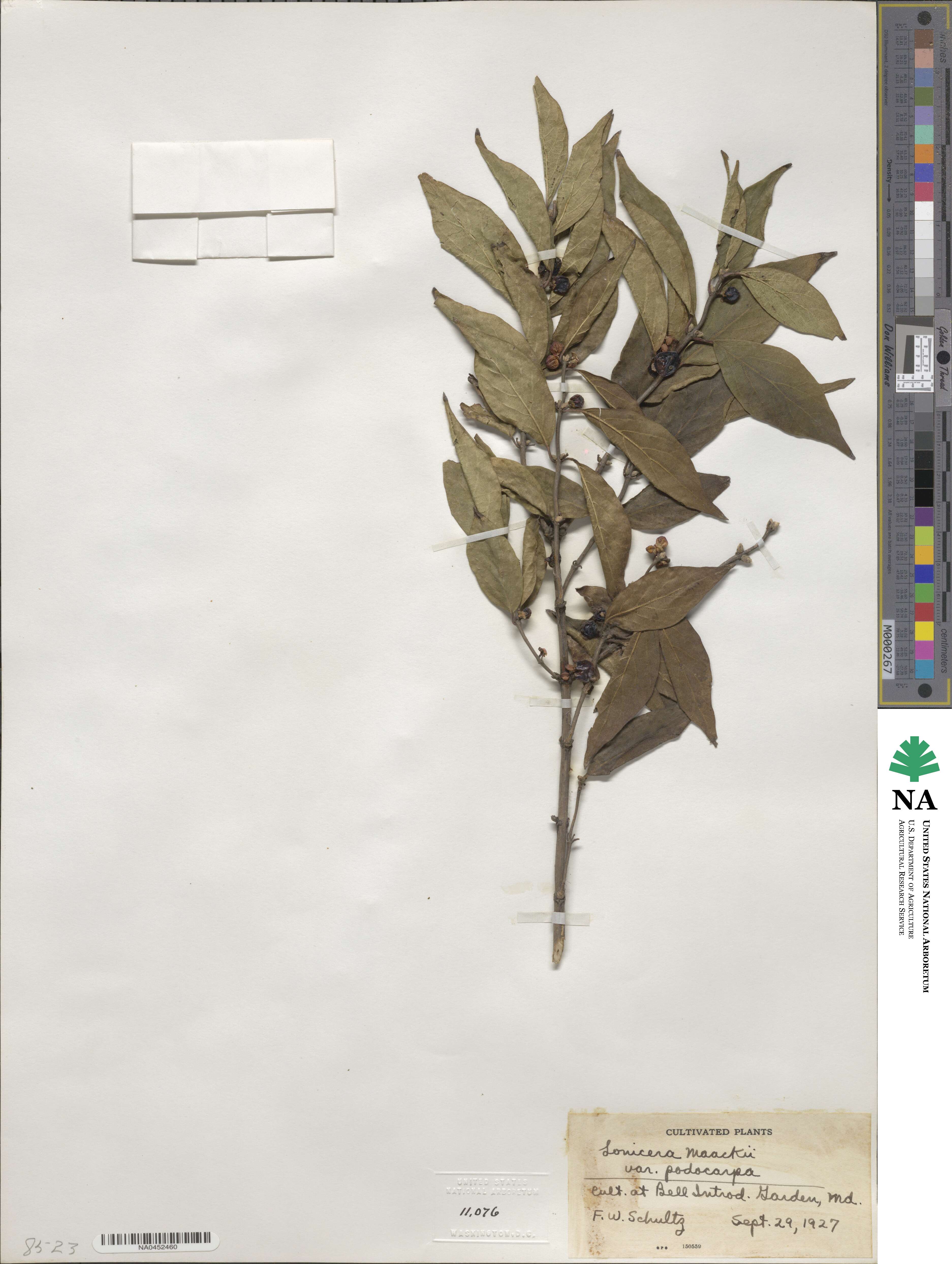 Lonicera maackii image