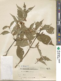 Lonicera maackii image