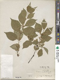 Lonicera maackii image