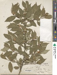 Lonicera maackii image