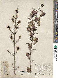 Lonicera maackii image