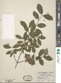 Lonicera maximowiczii var. sachalinensis image