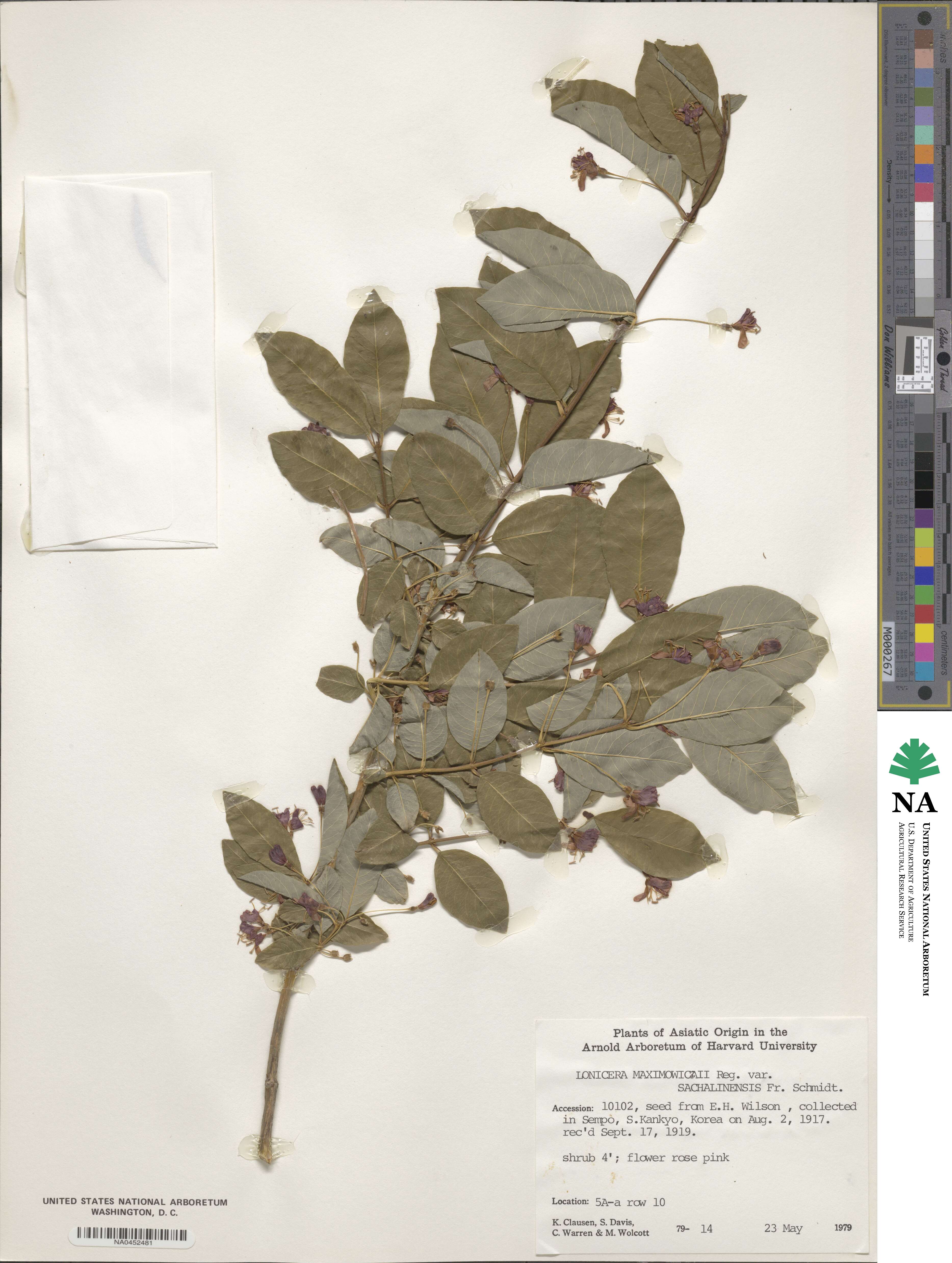 Lonicera maximowiczii var. sachalinensis image