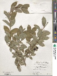 Lonicera maximowiczii var. sachalinensis image