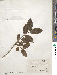 Lonicera maximowiczii var. sachalinensis image