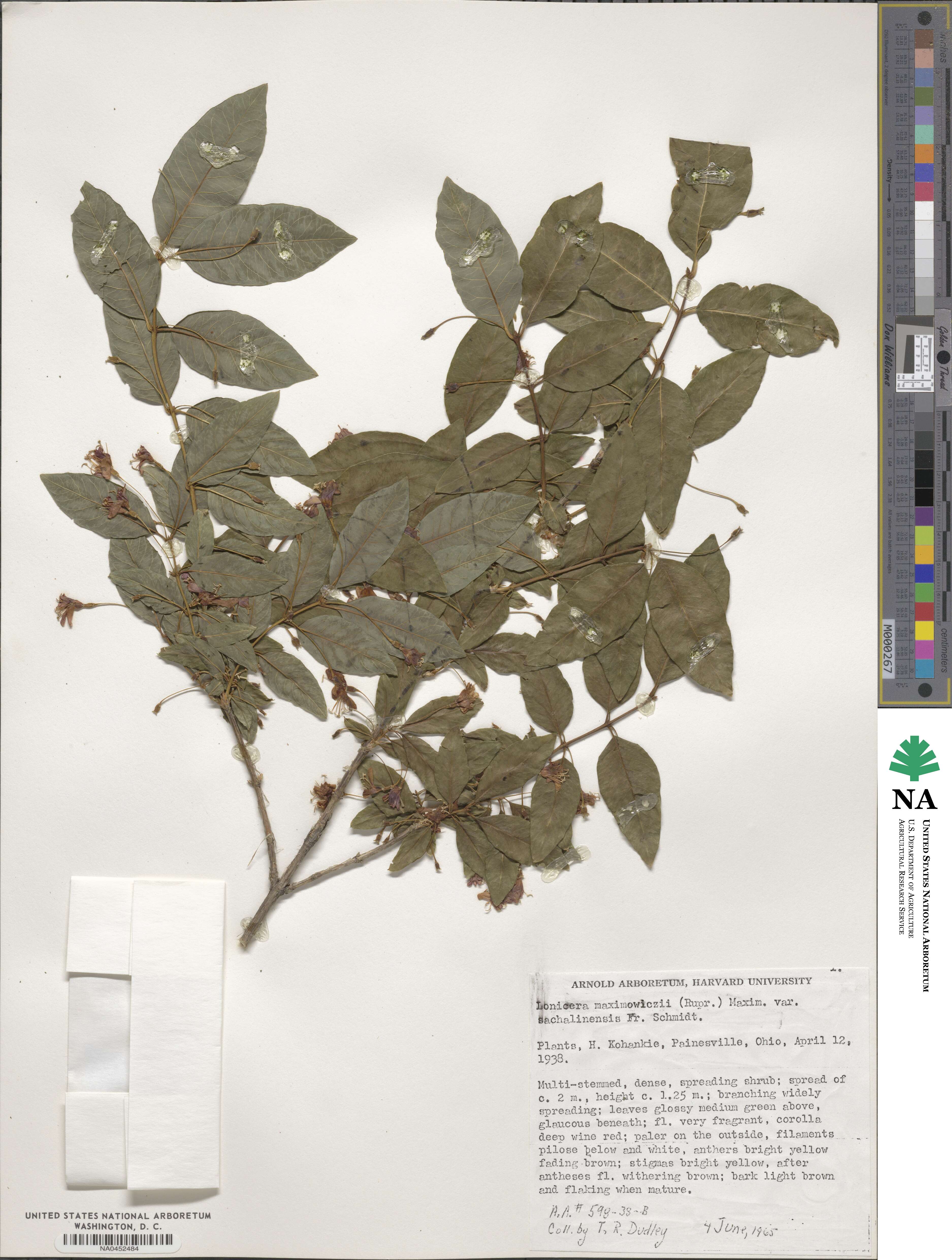 Lonicera maximowiczii var. sachalinensis image