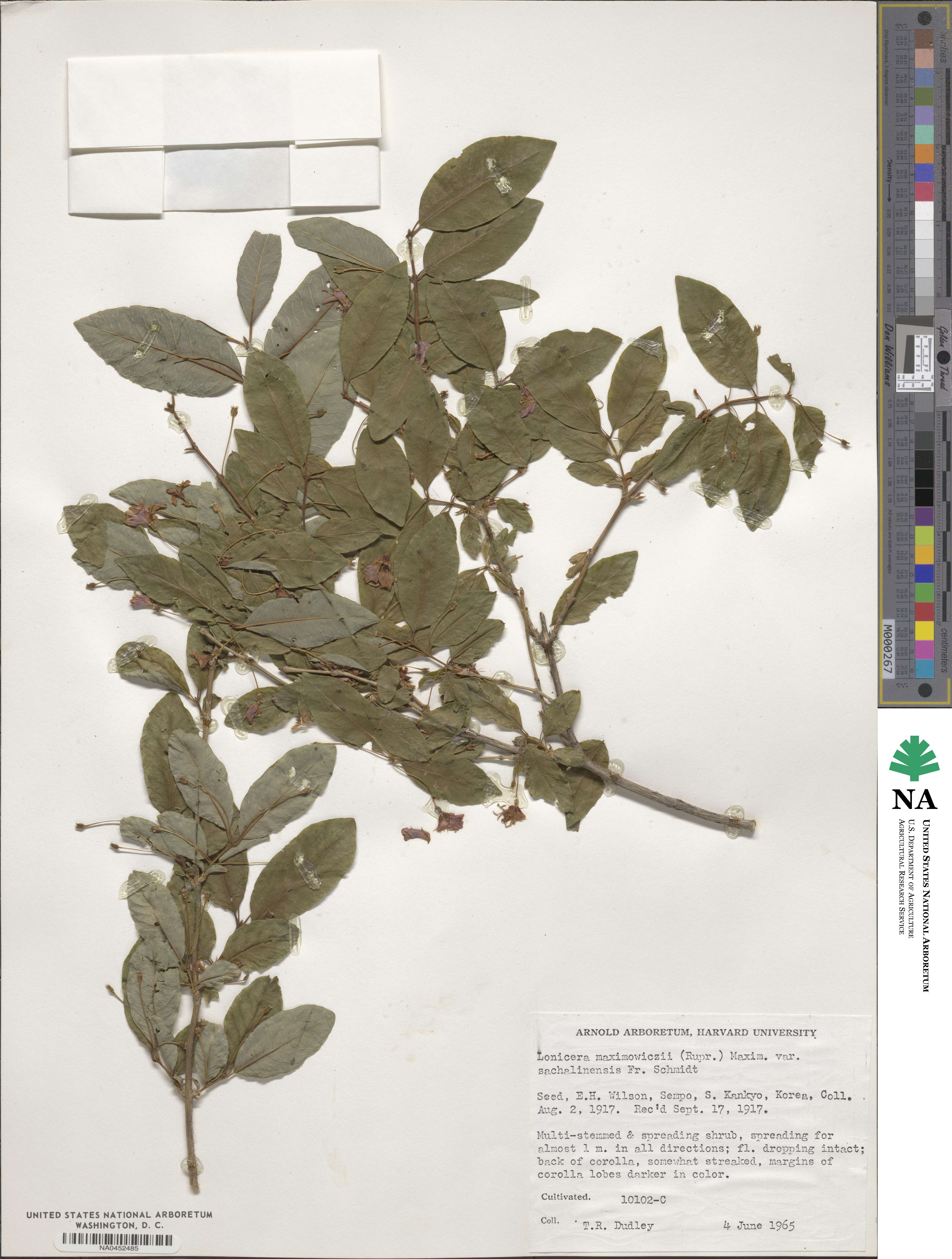 Lonicera maximowiczii var. sachalinensis image