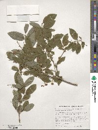 Lonicera maximowiczii var. sachalinensis image