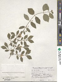 Lonicera microphylla image