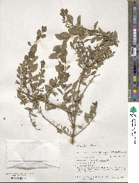 Lonicera microphylla image