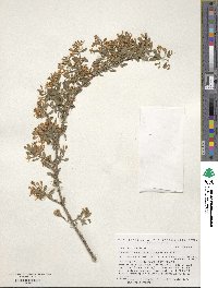 Lonicera microphylla image