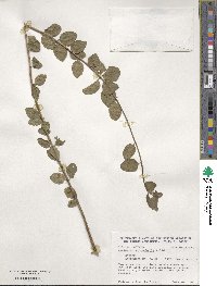 Lonicera microphylla image