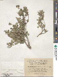 Lonicera microphylla image