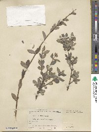 Lonicera microphylla image