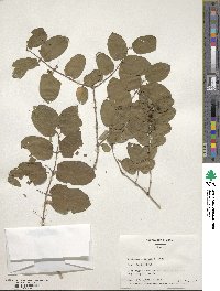 Lonicera morrowii image