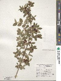 Lonicera morrowii image