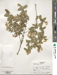 Lonicera morrowii image