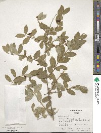 Lonicera morrowii image