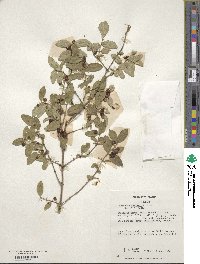 Lonicera morrowii image