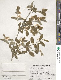 Lonicera morrowii image