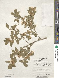 Lonicera morrowii image