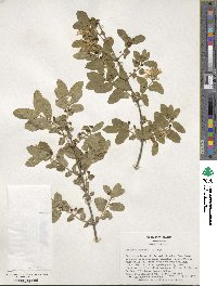 Lonicera morrowii image