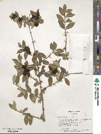 Lonicera morrowii image