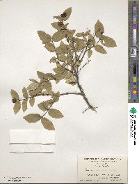 Lonicera morrowii image