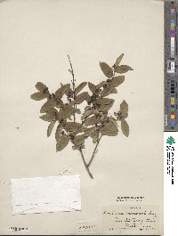 Lonicera morrowii image