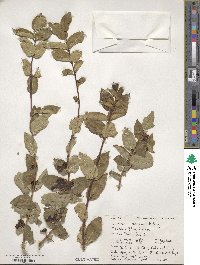 Lonicera morrowii image