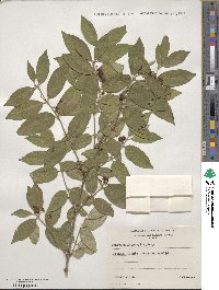 Lonicera morrowii image