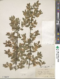 Lonicera morrowii image